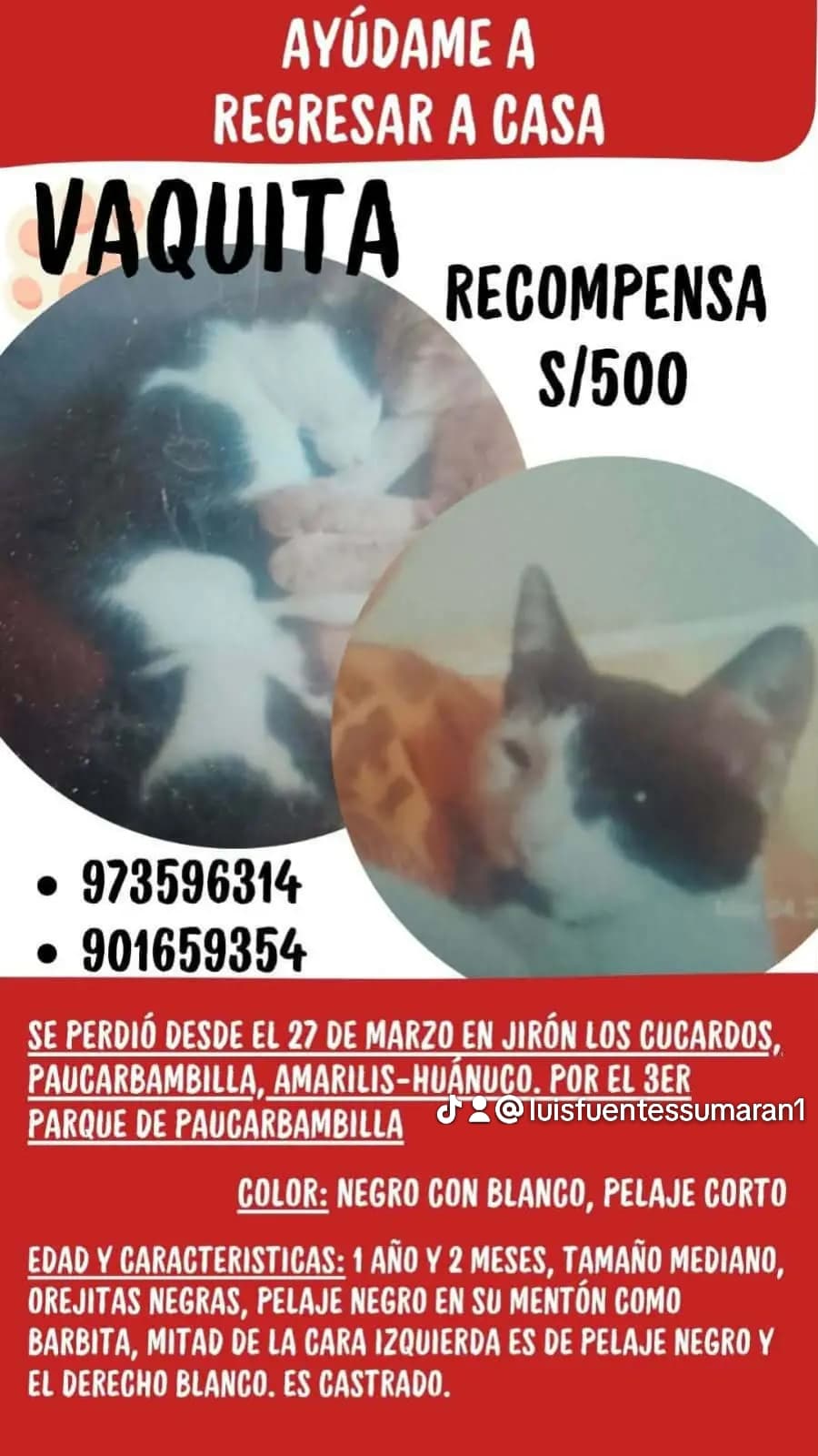 Vaquita, gato negro con blanco perdido en Huánuco — recompensa S/500
